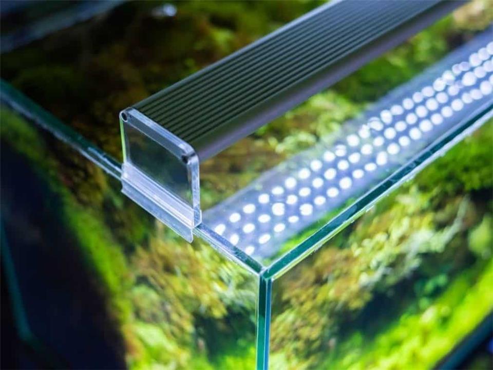 راهنمای جامع خرید لامپ آکواریوم