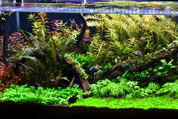 ساخت لامپ آکواریوم