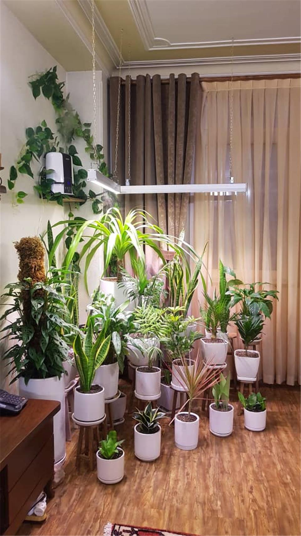 راهنمای خرید لامپ رشد گیاه