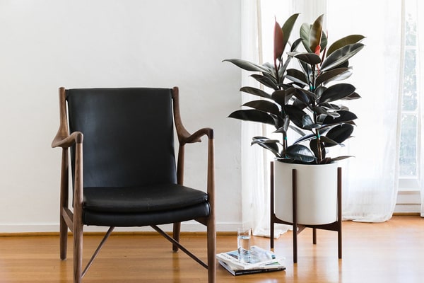 فیکوس الاستیکا بلک