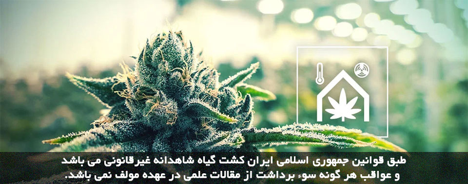 دمای مناسب کشت شاهدانه