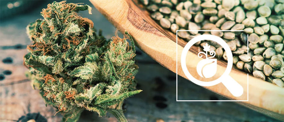 پرورش شاهدانه