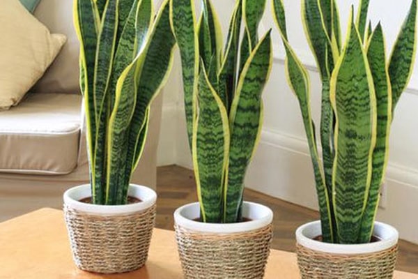 گیاه اکسیژن ساز