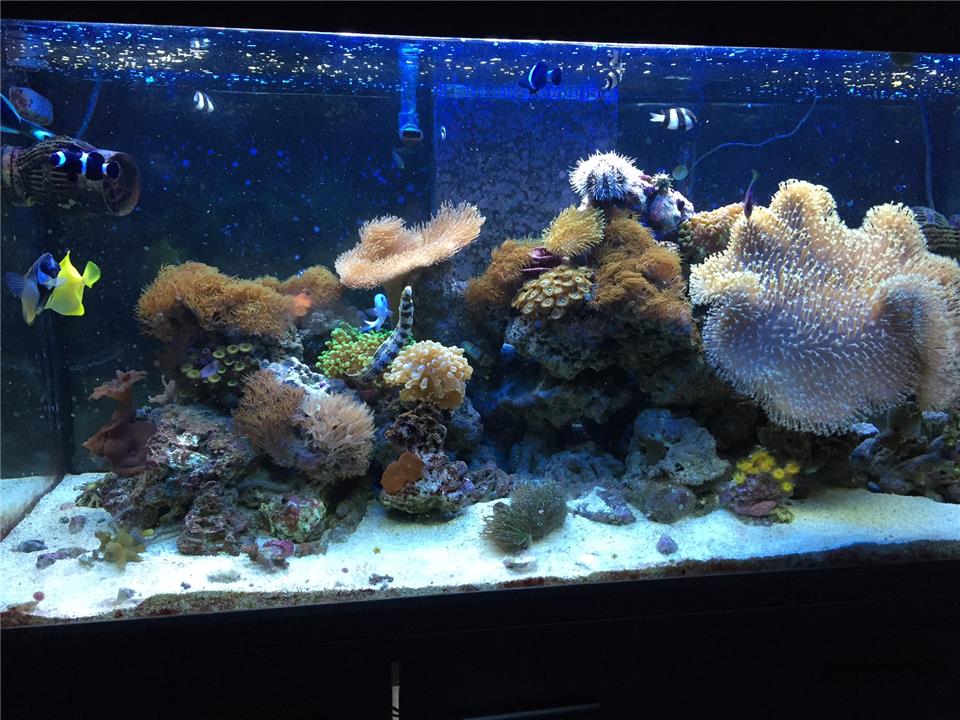 لامپ آکواریوم آب شور