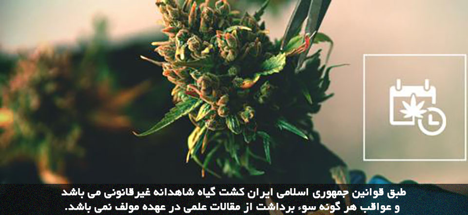 پرورش شاهدانه