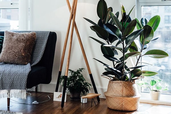 نگهداری فیکوس بلک