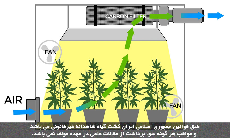 دفع بوی بد شاهدانه