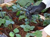 ساخت گلخانه مدرن