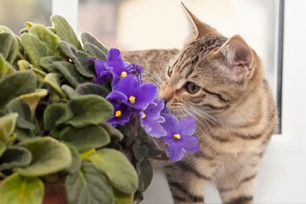 بنفشه افریقای - گیاهان غیر سمی برای سگ و گربه