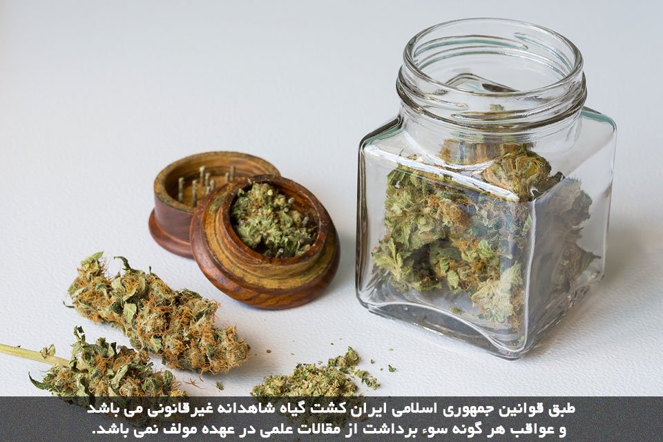 برداشت شاهدانه