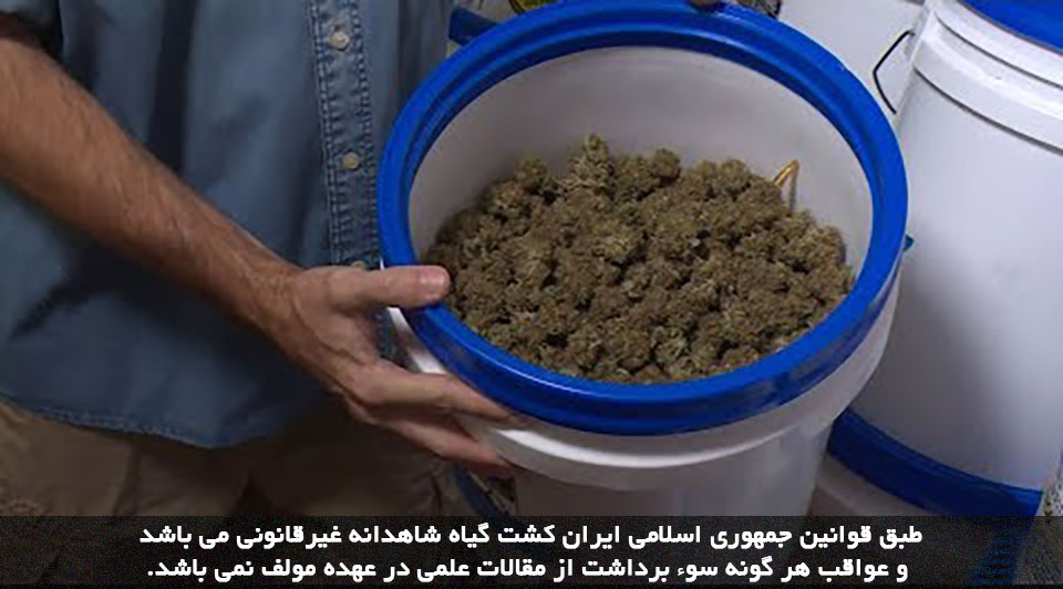 برداشت شاهدانه