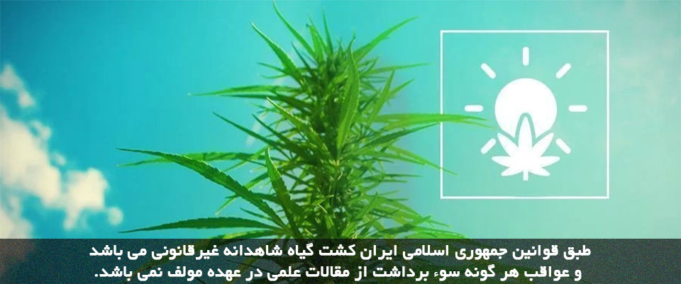 نور شاهدانه