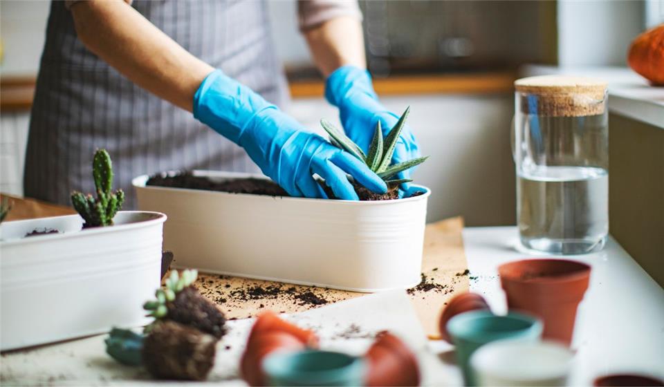 خاک گیاه آگاوه