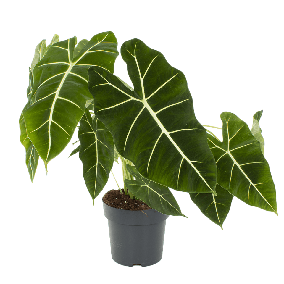 قیمت گل بابا آدم