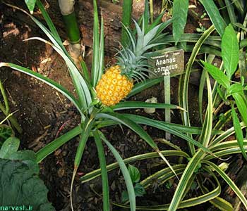 آناناس زینتی