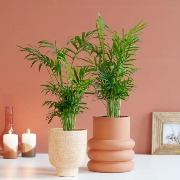 چرا گل شامادورا رشد نمی کند