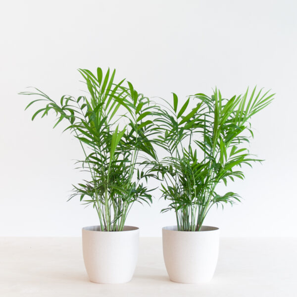 عکس گل شامادورا