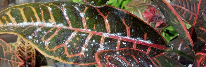 شرایط نگهداری گل کروتون