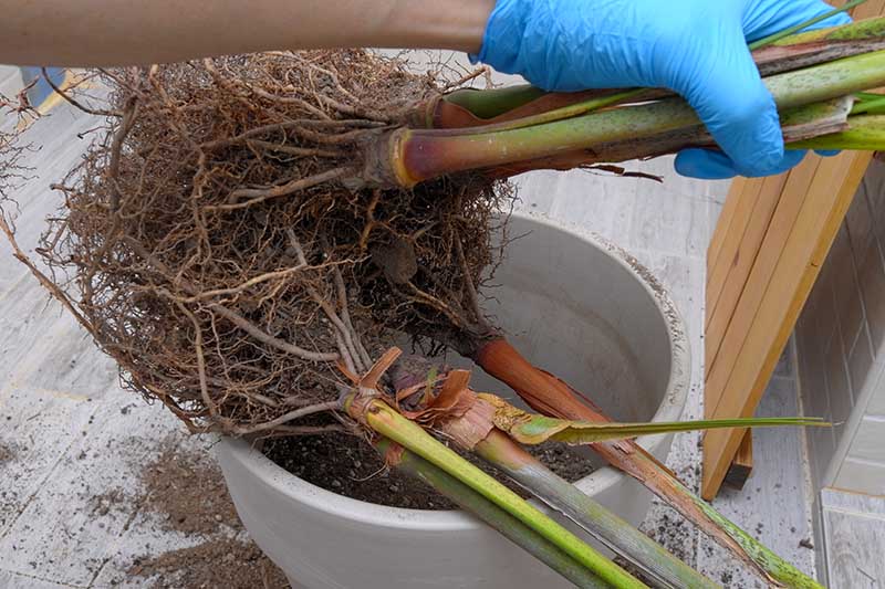 تکثیر نخل اریکا