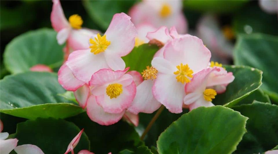 گل بگونیا - begonia