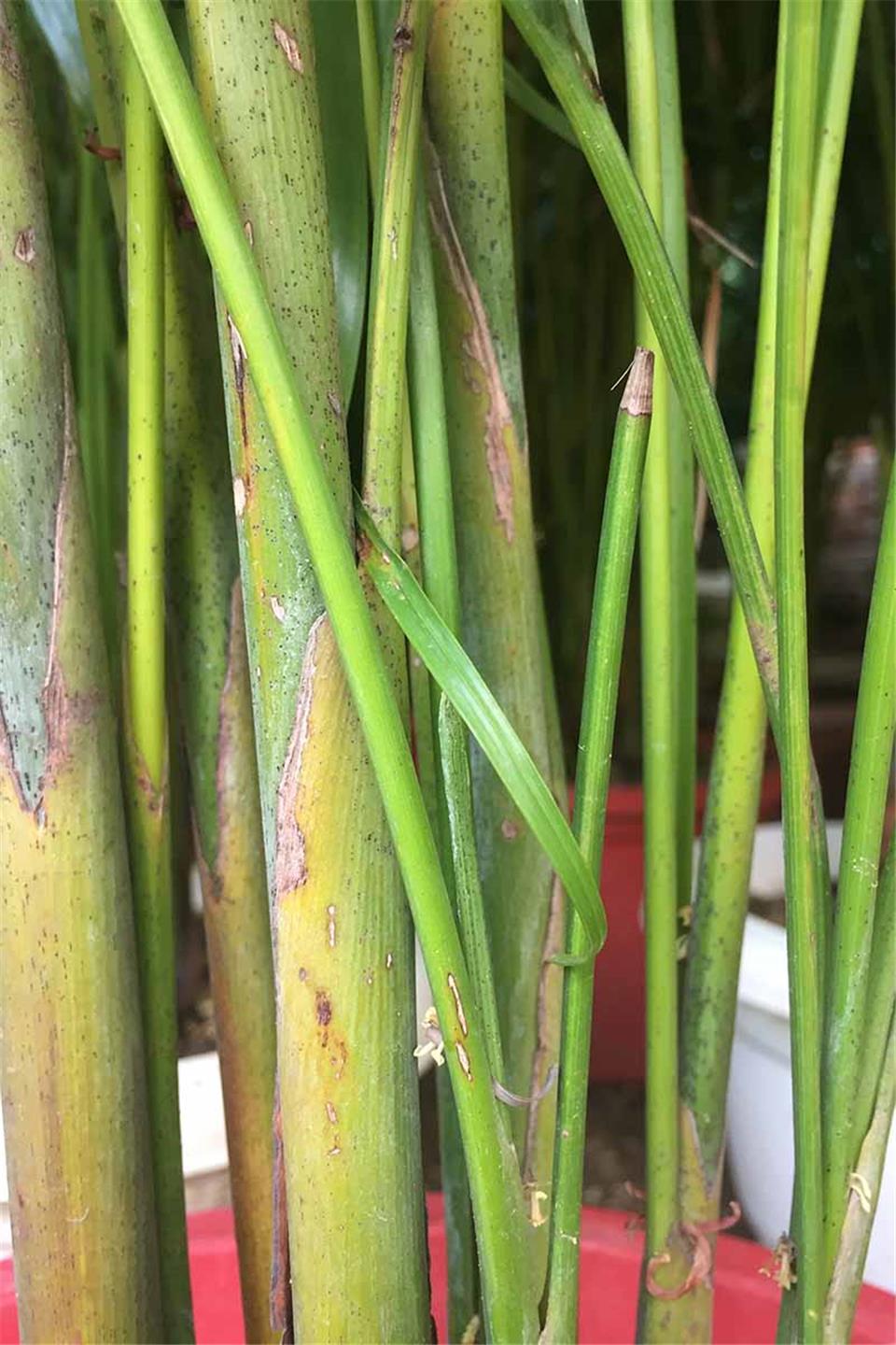 بیماری های نخل اریکا