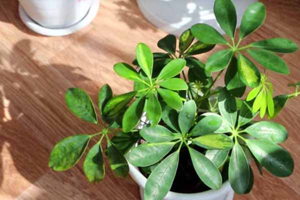 راهنمای خرید لامپ رشد گیاه