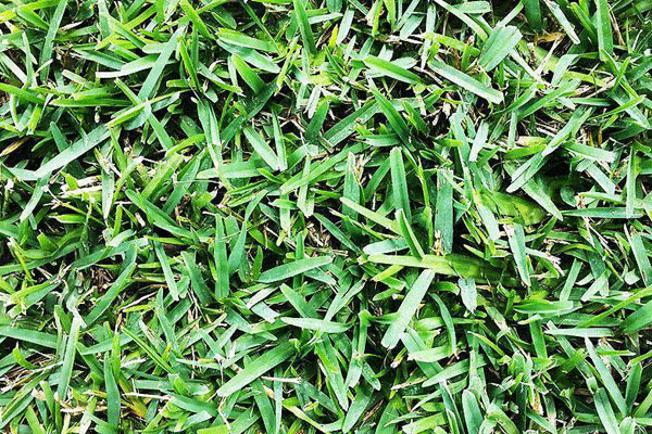 چمن فسیکو بلند