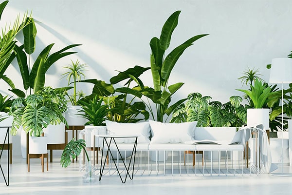 گیاهان آپارتمانی لوکس