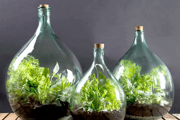 تراریوم شیشه ای بسته