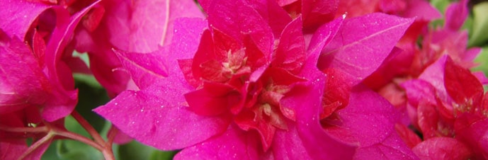 تعویض گلدان گیاه گل کاغذی