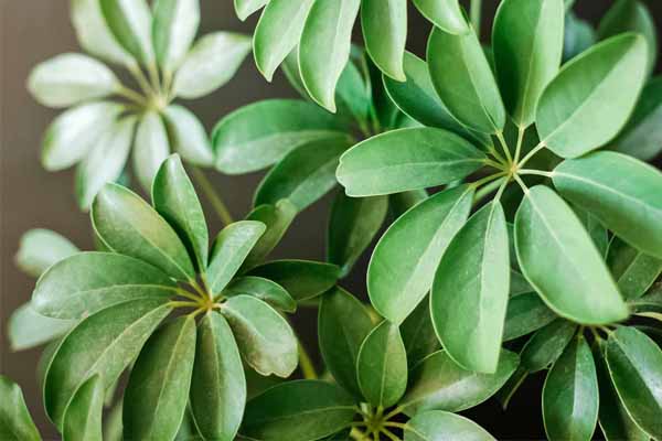 تکثیر شفلرا