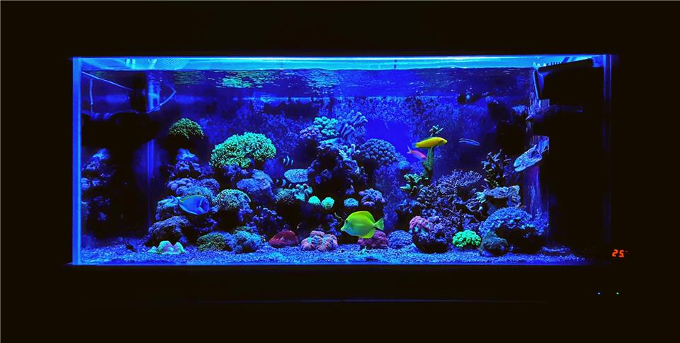 راهنمای جامع خرید لامپ آکواریوم