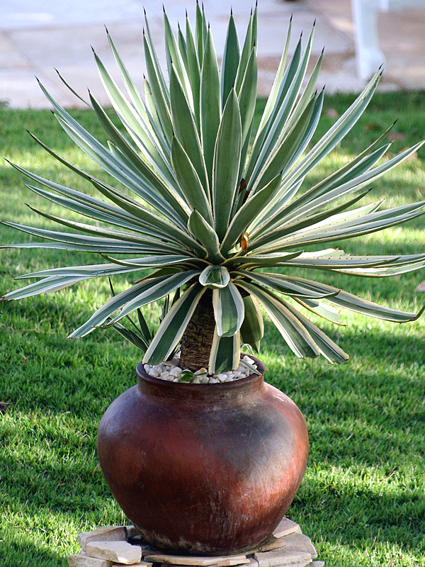 گل آگاو ابلق