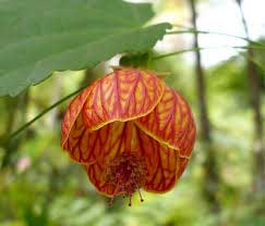 گل آبوتیلون