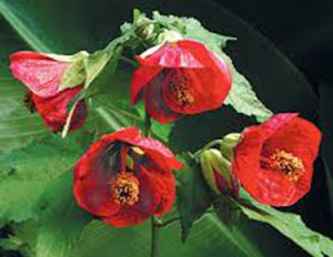 تکثیر گل آبوتیلون