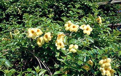 گل شیپور طلایی