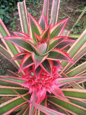 آناناس زینتی