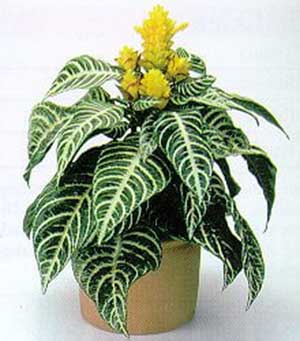 گیاه گوره خری