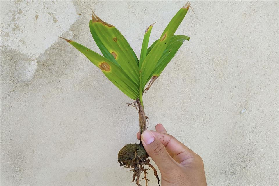 بیماری نخل اریکا