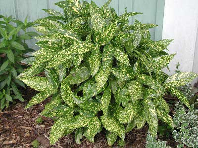 شمشاد ژاپنی