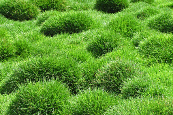 چمن گرمسیری برمودا