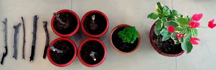 گیاه لوکس بنسای