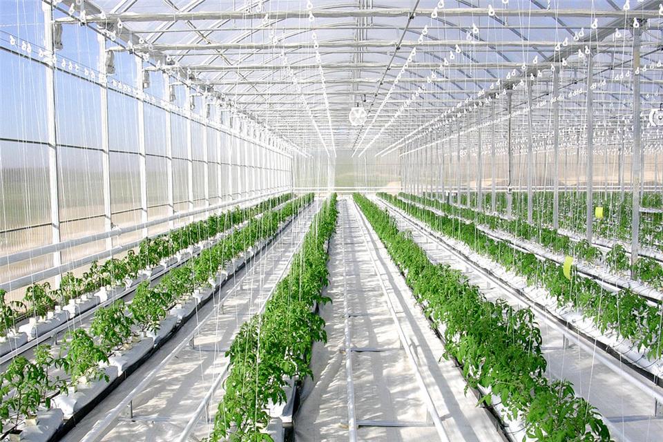 ساخت گلخانه مدرن