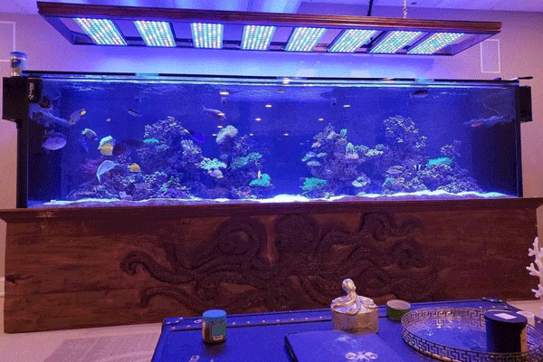 لامپ آکواریوم آب شور