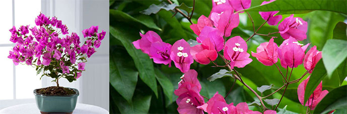  نحوه نگهداری و تکثیر گیاه گل کاغذی 