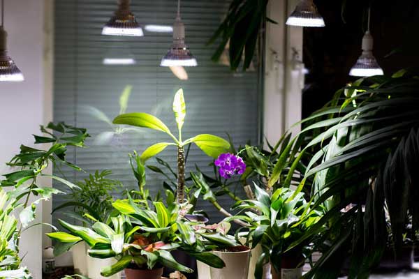 لامپ فلورسنت برای گیاهان