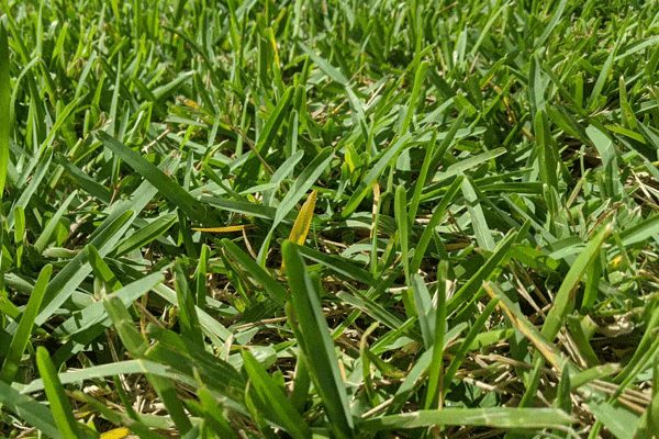 چمن گرمسیری باهیا گراس