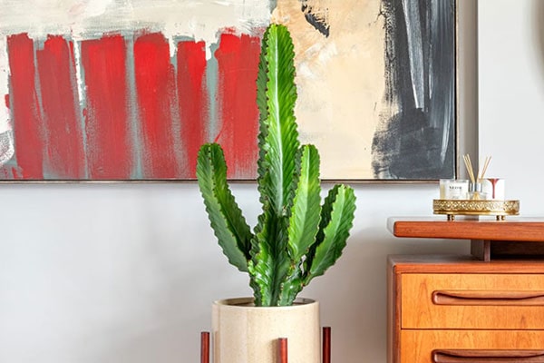 کاکتوس افوربیا