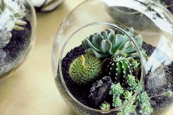 تراریوم کاکتوس