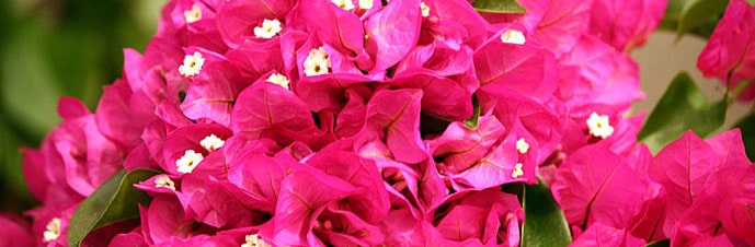 دمای مناسب گیاه گل کاغذی